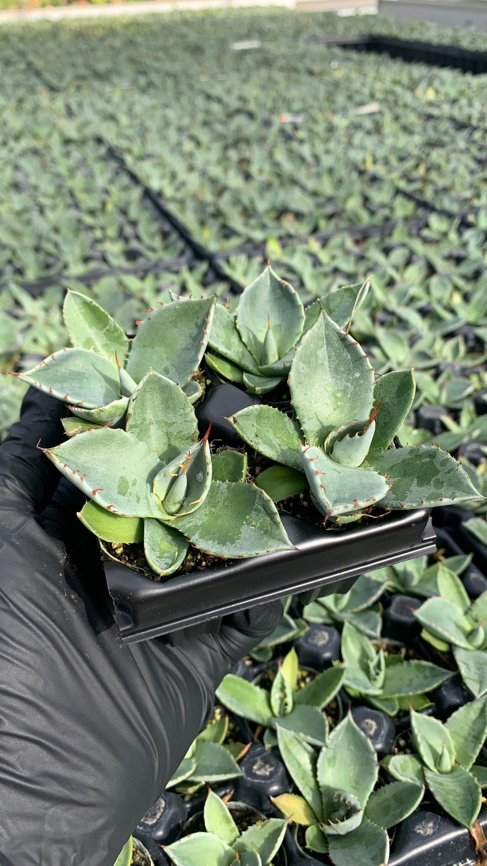 Agave Parryi Truncata | Artichoke Agave Starter Plant | Drought