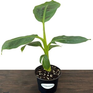 Dwarf Cavendish Banana Tissue Culture Trees in 4 inch pots | Musa acuminata | Grow Your Own Food image 3