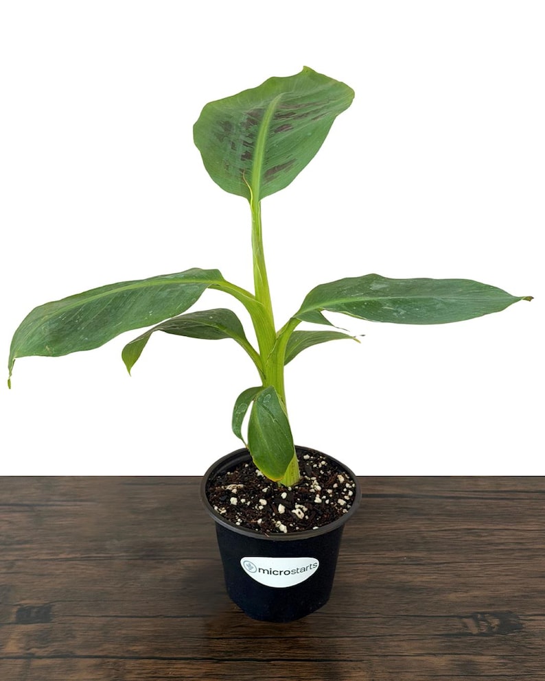 Dwarf Cavendish Banana Tissue Culture Trees in 4 inch pots | Musa acuminata | Grow Your Own Food image 3