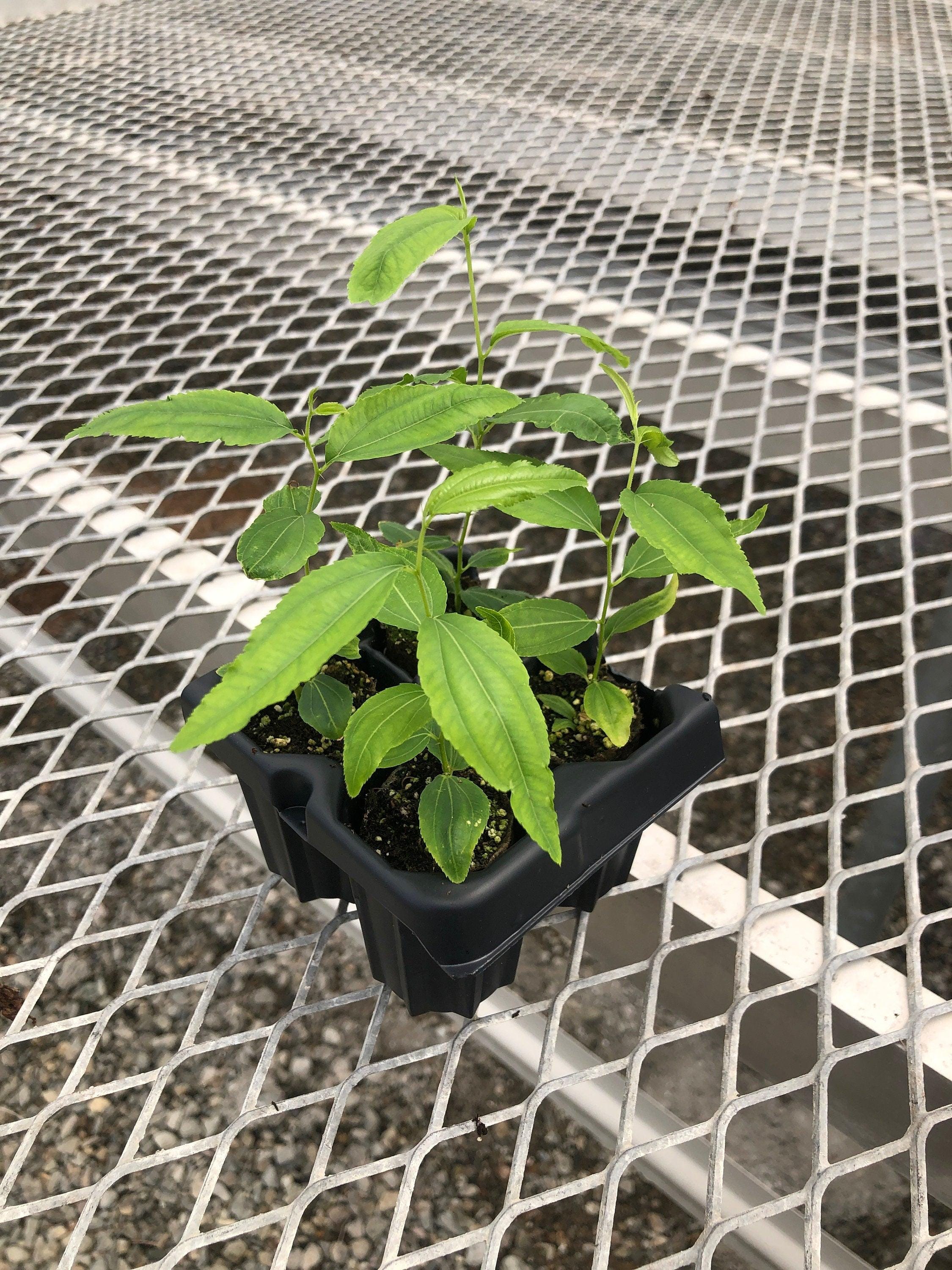 Jujube GA-866 Starter Trees 4-pack | Chinese Red Date | Own Root