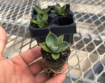 Agave Titanota 'snaggle Tooth' Variegated Rare (EXACT ONE Agave Titanota 'snaggle Tooth' Variegated Rare (EXACT ONE