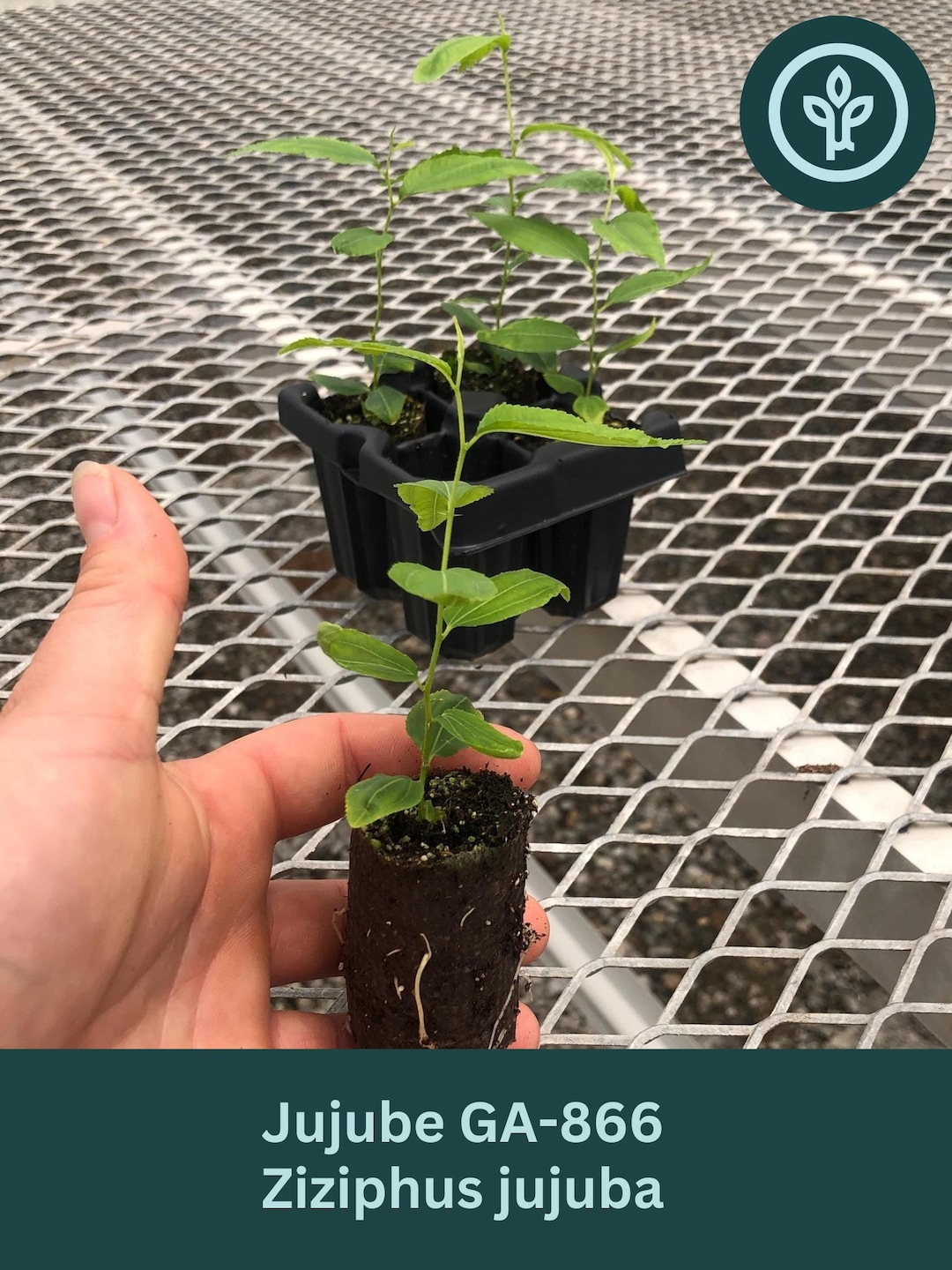 Jujube 'GA 866' Starter Tree 2-4 Inch | Ziziphus Jujuba / Chinese