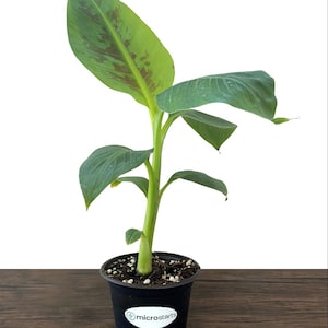Dwarf Cavendish Banana Tissue Culture Trees in 4 inch pots | Musa acuminata | Grow Your Own Food image 4