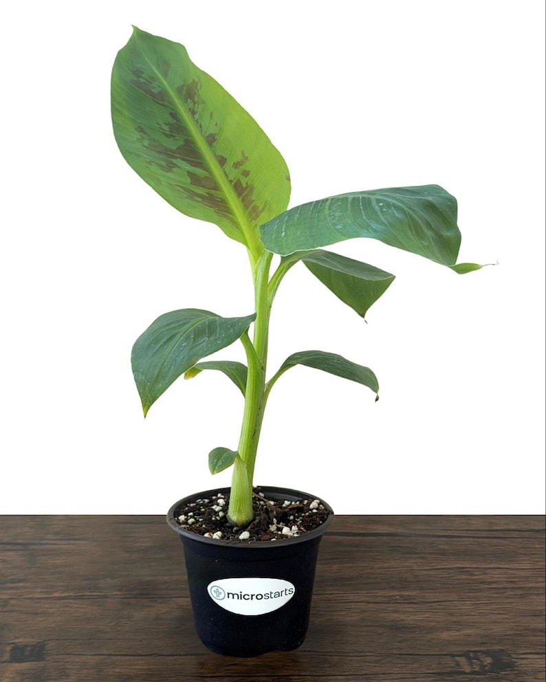 Dwarf Cavendish Banana Tissue Culture Trees in 4 inch pots | Musa acuminata | Grow Your Own Food image 4