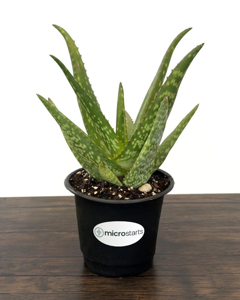 Rooikappie Aloe in 4 Inch Pots | Little Gem Aloe / Little Red Riding ...