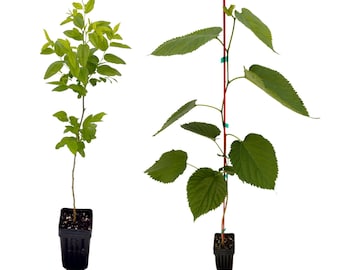 Jujube GA-866 & Pakistani Mulberry 2-Pack | Ziziphus jujuba / Chinese Red / Red Date, Long Mulberry | Own Root Plants from TC