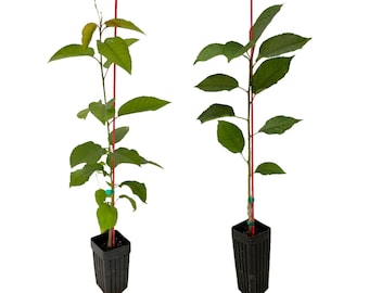Sweetheart Cherry & Bing Cherry 2-Pack | Sweet Cherry Trees | Grafted Fruit Trees from Tissue Culture