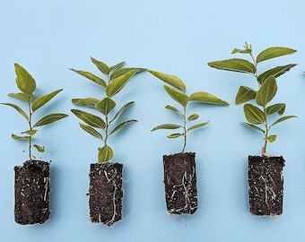 treeページ Jujube GA-866 Starter Trees 4-pack | Chinese Red Date | Own