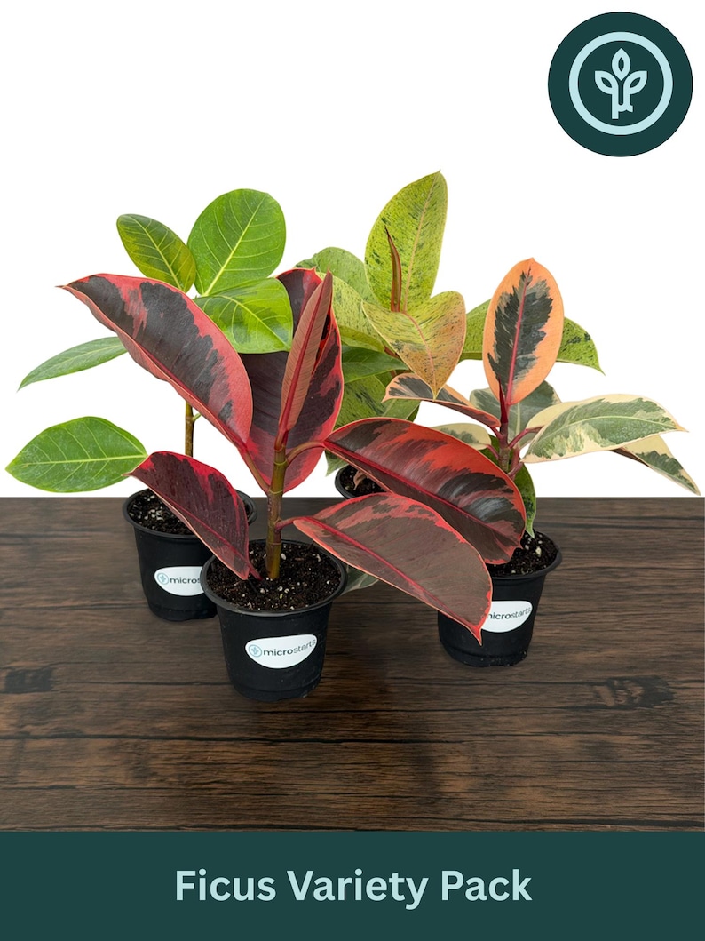Variegated Ficus 4 Inch Pot Variety Pack: Tineke, Ruby, and Shivereana ...