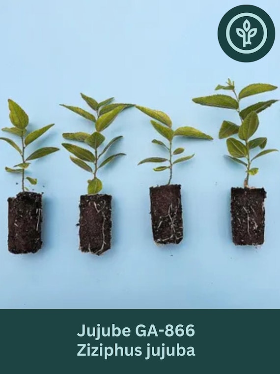 4-pack: Jujube GA866 Starter Trees A.K.A. Ziziphus Jujuba