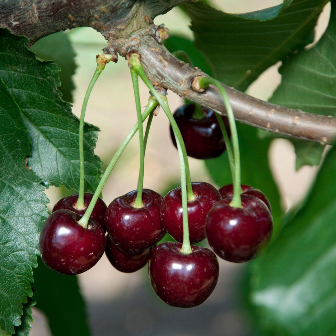 Black Tartarian Cherry Fruit Tree Etsy