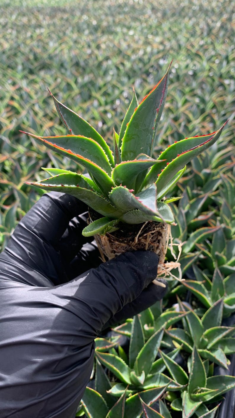 MicroStarts Agave Starter Plants