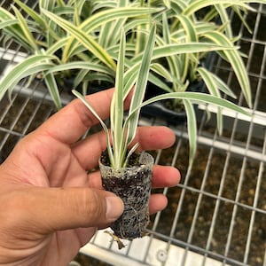 4 Pack: Dianella tasmanica &#39;variegata&#39; a.k.a. Tasmanian flax-lily Tissue Culture (TC) Starter Plants