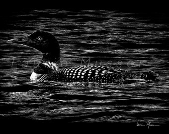 LOON, Bird, drawing, pencil drawing, black and white, wildlife, nature lover, animal art, wildlife artist, print, home decor, hand drawn