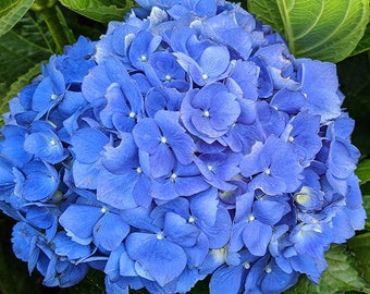 Mathilda Gutges Hydrangea