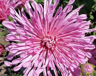 Centerpiece Chrysanthemum