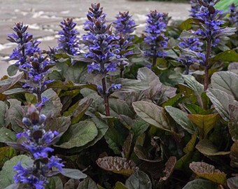 Bronze Beauty Bugleweed