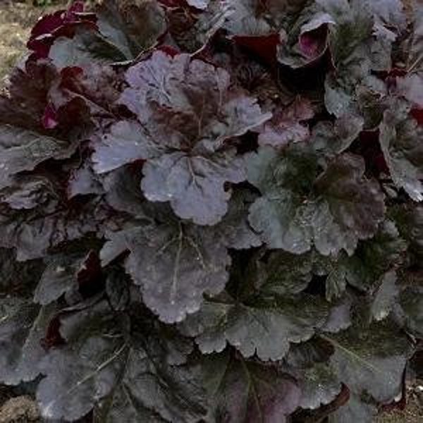 Mahogany Monster Coral Bells