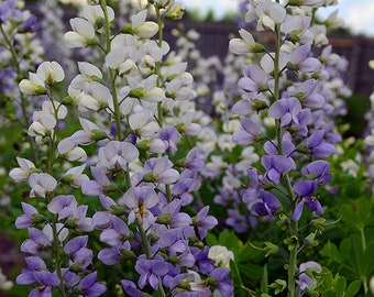 Lunar Eclipse False Indigo