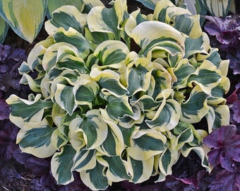 Mini Skirt - Dwarf Hosta