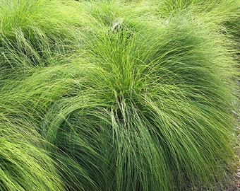 Prairie Dropseed Grass