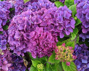 Aarburg Hydrangea