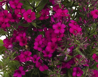 Early® Cerise Tall Garden Phlox