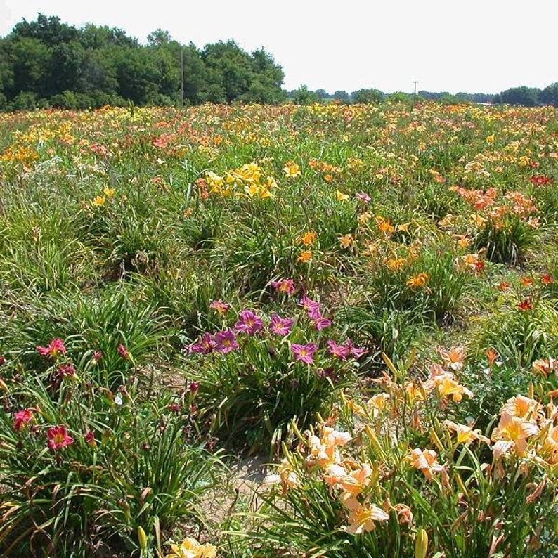 50 Groundcover Daylily image 4