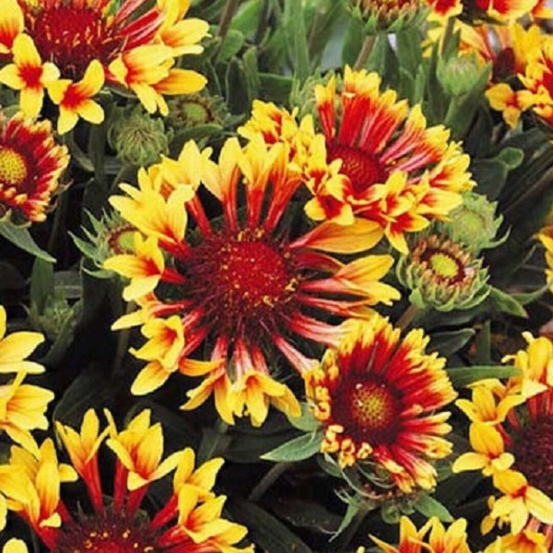 Firewheel Indian Blanket Flower Etsy