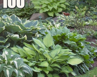 100 Mixed Hosta