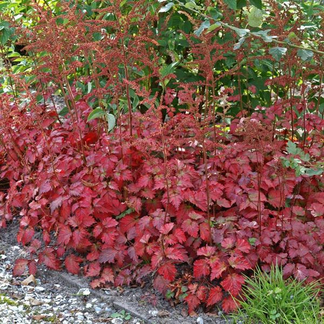 Color flash astilbe etsy