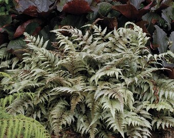 Japanese Painted Fern