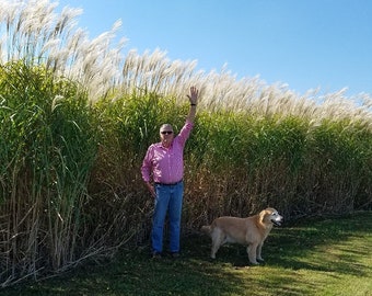 Giant Miscanthus Grass