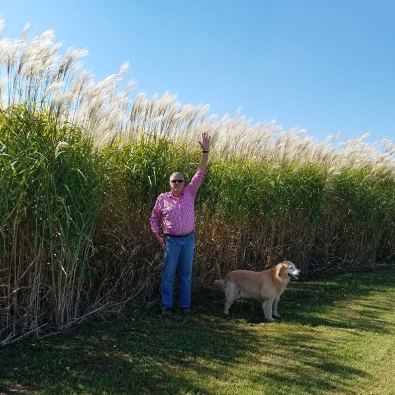 Giant Miscanthus Grass Bild 1