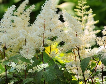 Diamonds and Pearls Astilbe