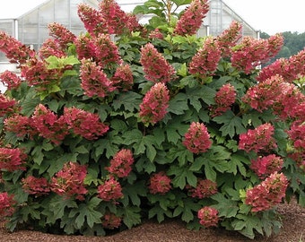 Ruby Slippers Oakleaf Hydrangea