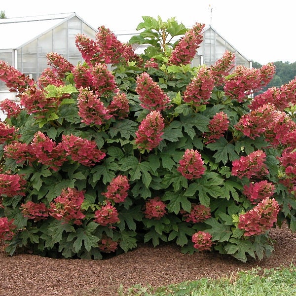 Ruby Slippers Oakleaf Hydrangea