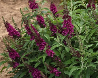 Cranberry Butterfly Bush