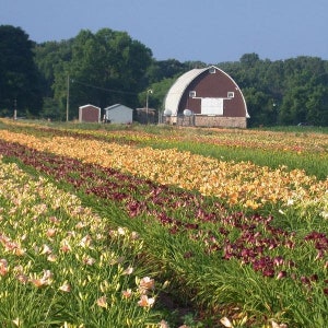 50 Groundcover Daylily image 2