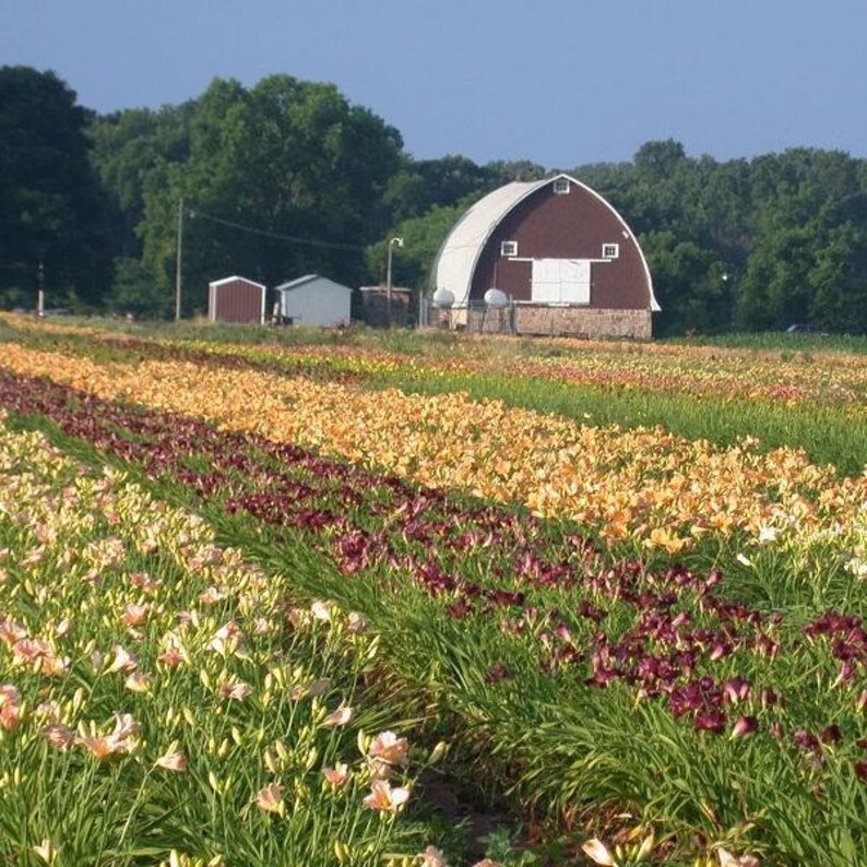 50 Groundcover Daylily image 2