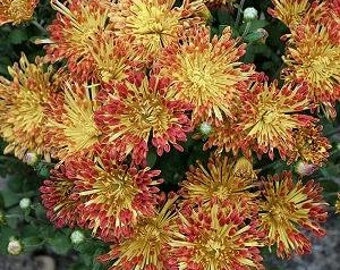 Matchstick Chrysanthemum