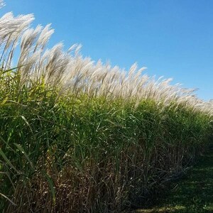 Giant Miscanthus Grass Bild 2