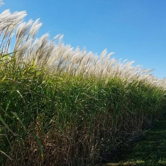 Giant miscanthus 2024