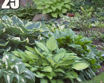 25 Mixed Hosta