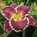 see more listings in the Popular Daylilies section