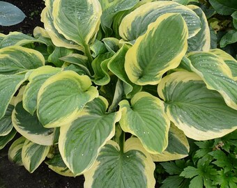 Royal Wedding - Medium Hosta