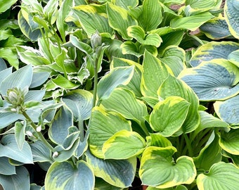 Hosta Unnamed