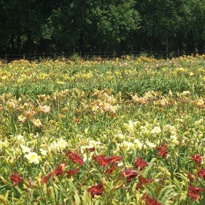 50 Groundcover Daylily image 5