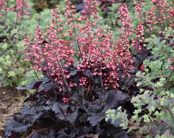 Timeless Night Coral Bells