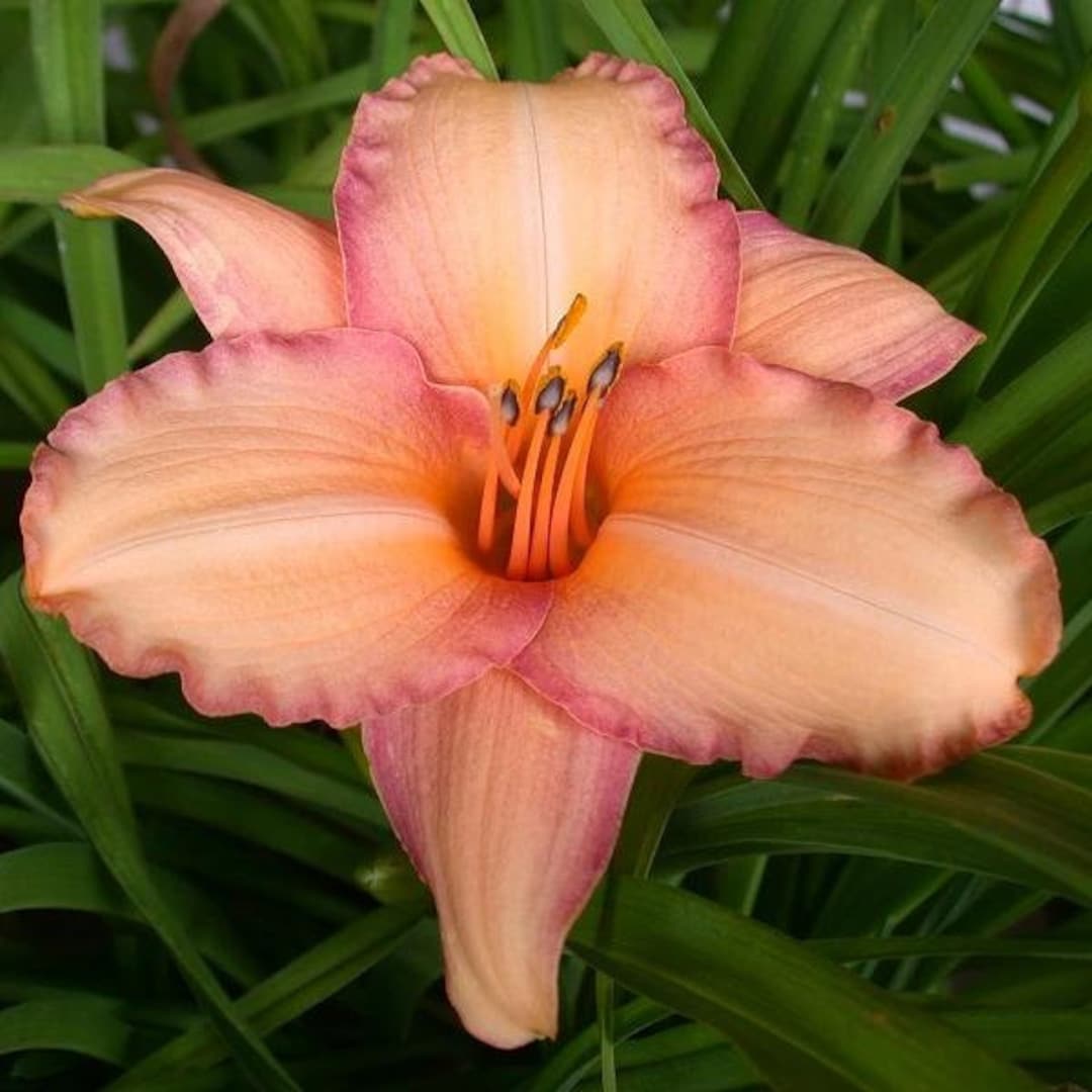 Pride of Father Daylily Etsy